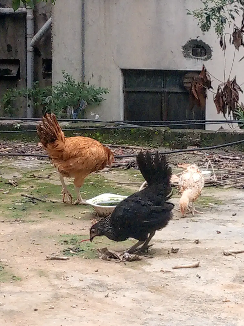 pullets chicks healthy — photo 4