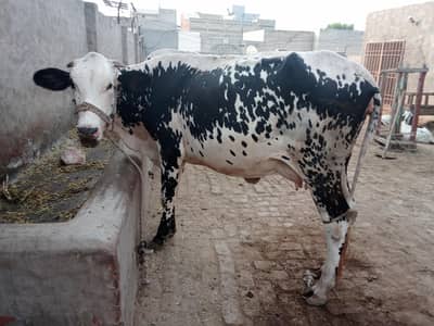 cholistani cow daily milk quantity 10 liters