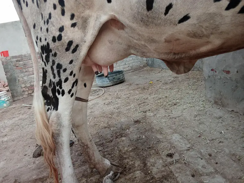 cholistani cow daily milk quantity 10 liters — photo 2