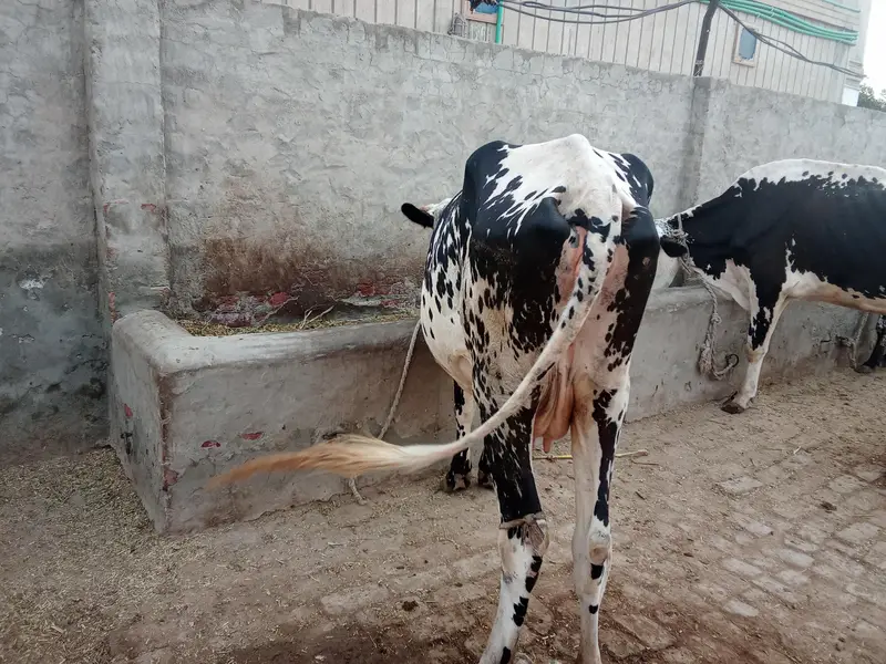 cholistani cow daily milk quantity 10 liters — photo 3
