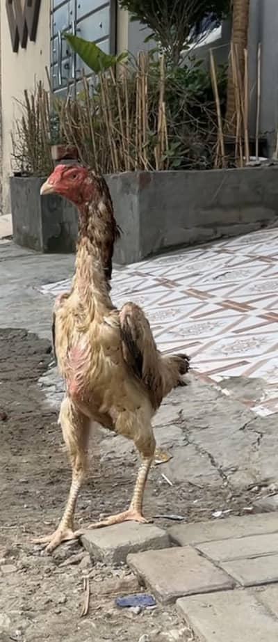 Shamo|Female |Shamo Female | king O Shamo |Lakhi Shamo female |