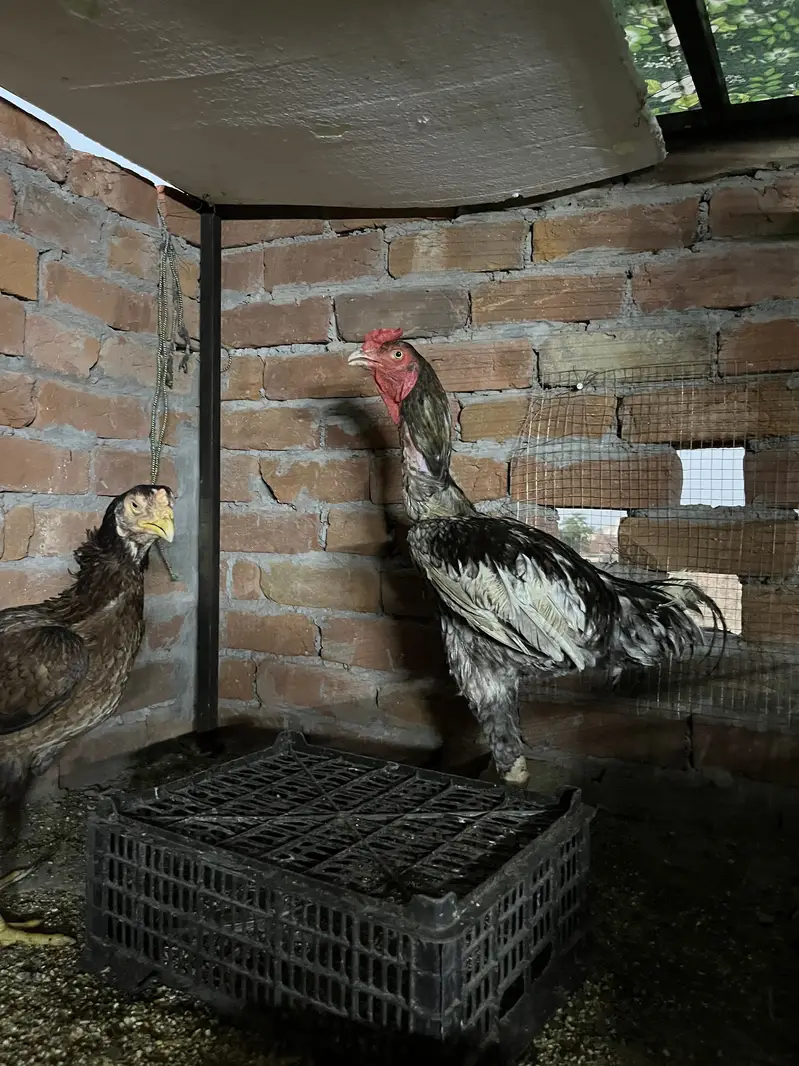 Shamo|Female |Shamo Female | king O Shamo |Lakhi Shamo female | — photo 3