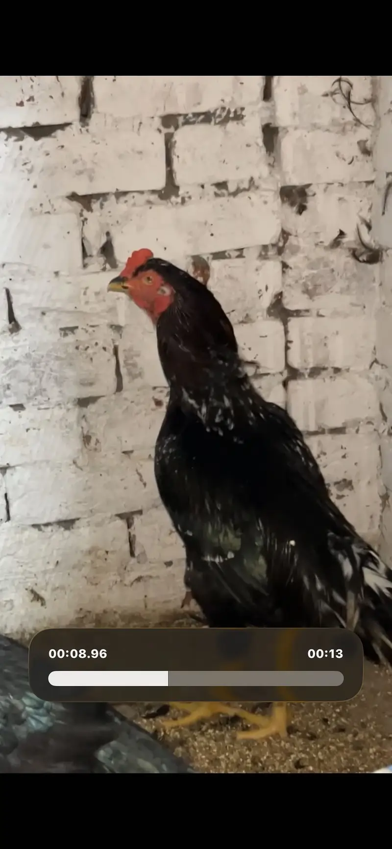 Shamo|Female |Shamo Female | king O Shamo |Lakhi Shamo female | — photo 4