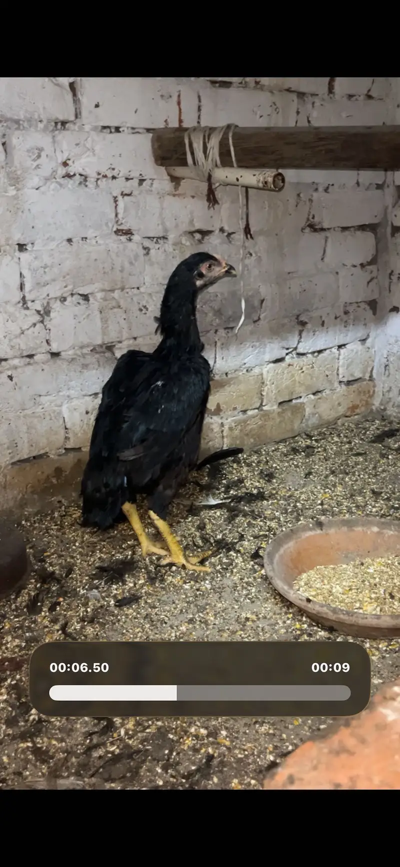Shamo|Female |Shamo Female | king O Shamo |Lakhi Shamo female | — photo 5