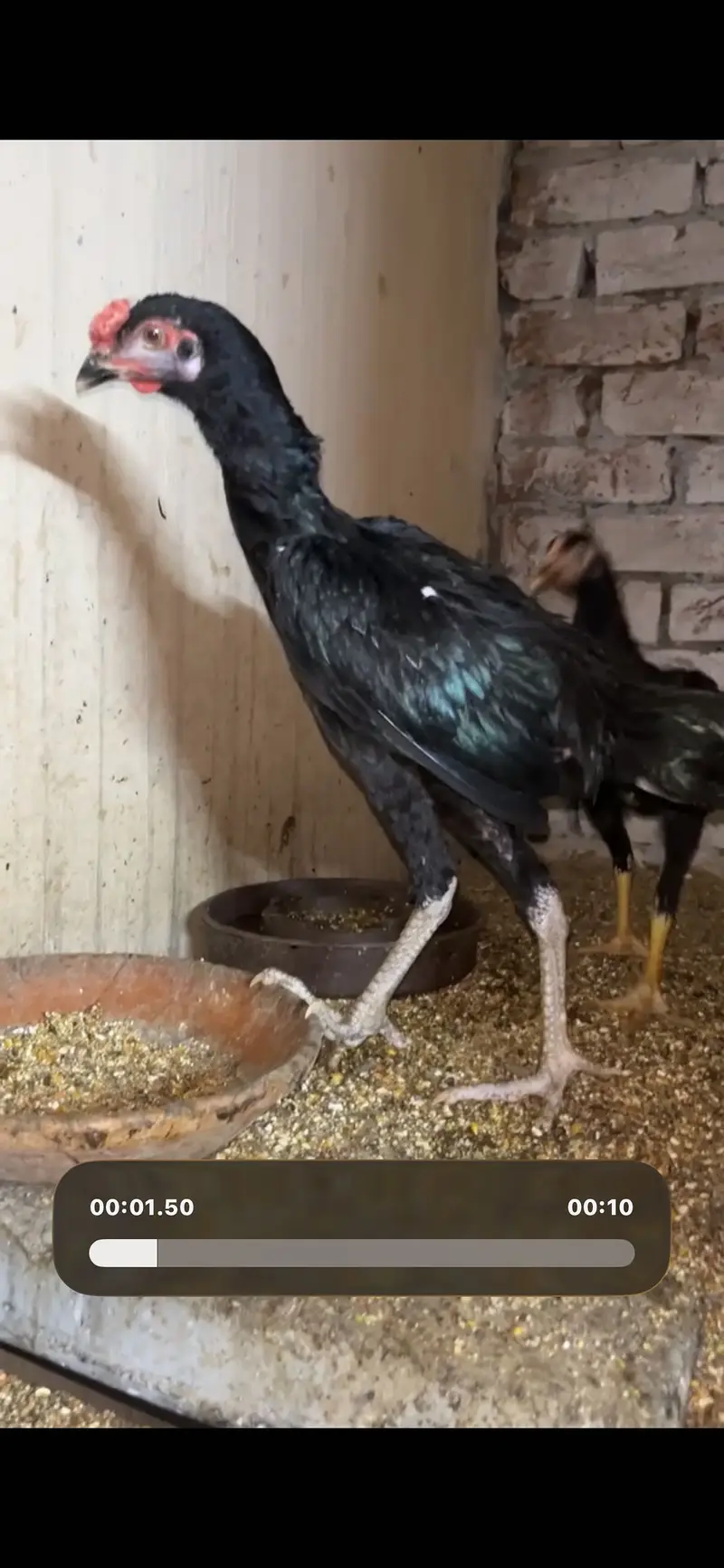 Shamo|Female |Shamo Female | king O Shamo |Lakhi Shamo female | — photo 6