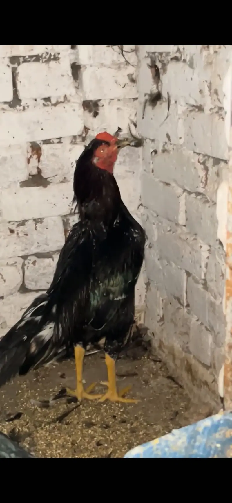 Shamo|Female |Shamo Female | king O Shamo |Lakhi Shamo female | — photo 7