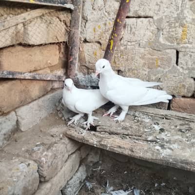 Roller pigeons chicks for sale