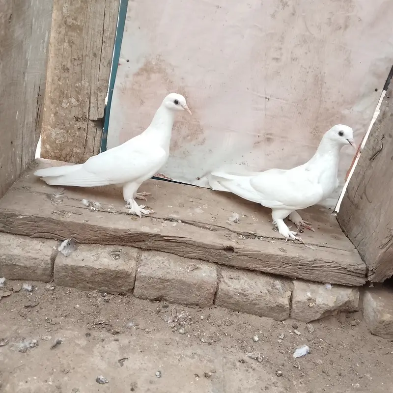 Roller pigeons chicks for sale — photo 2