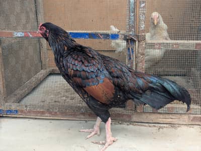 pure aseel long tail
