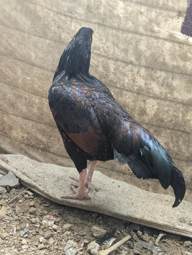 pure aseel long tail — photo 2