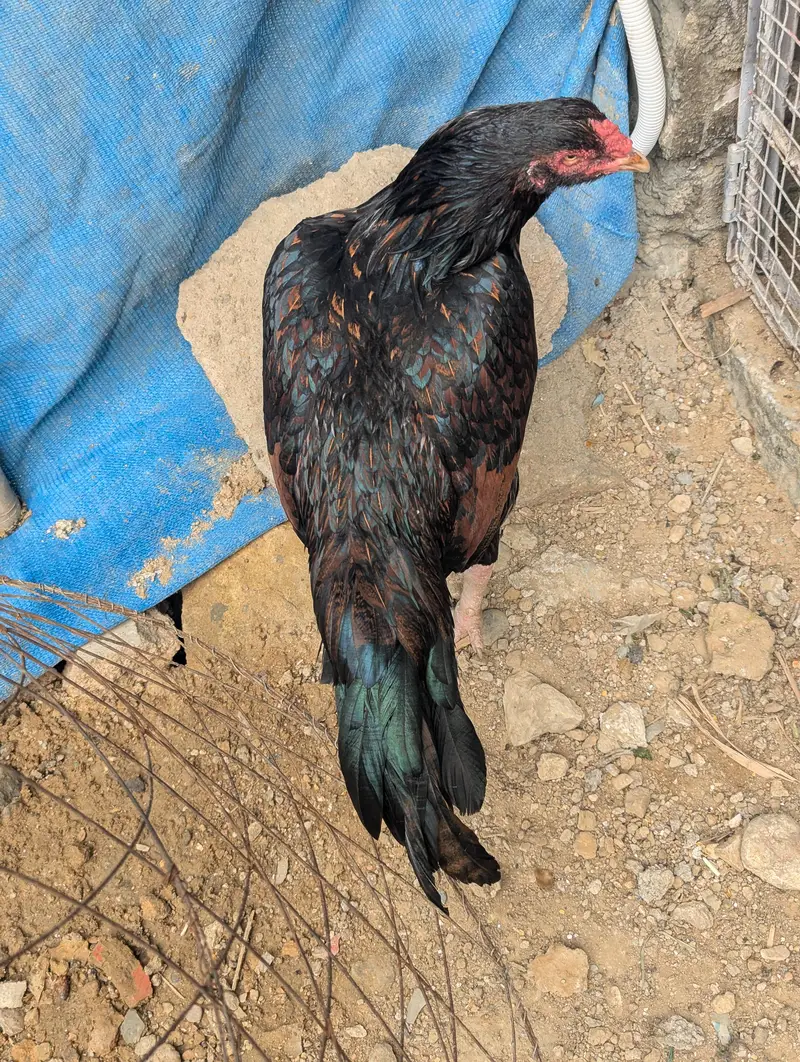pure aseel long tail — photo 3