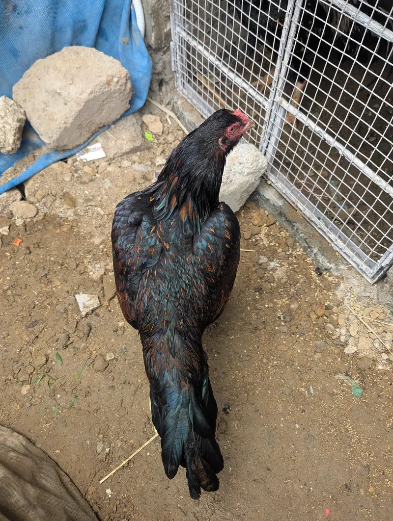 pure aseel long tail — photo 4