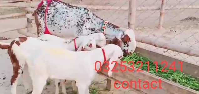 Desi beatle bakri 3 bacho wali sale need cash urgent sale