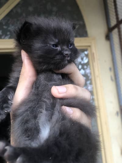 Black cat
