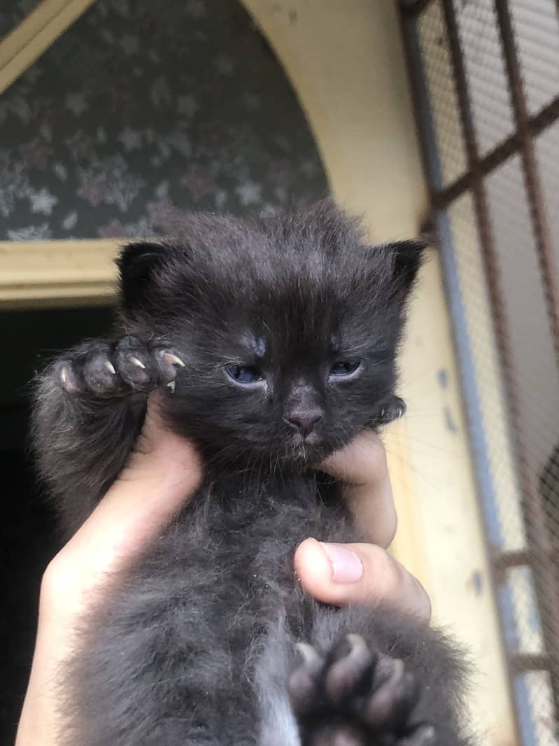 Black cat 1