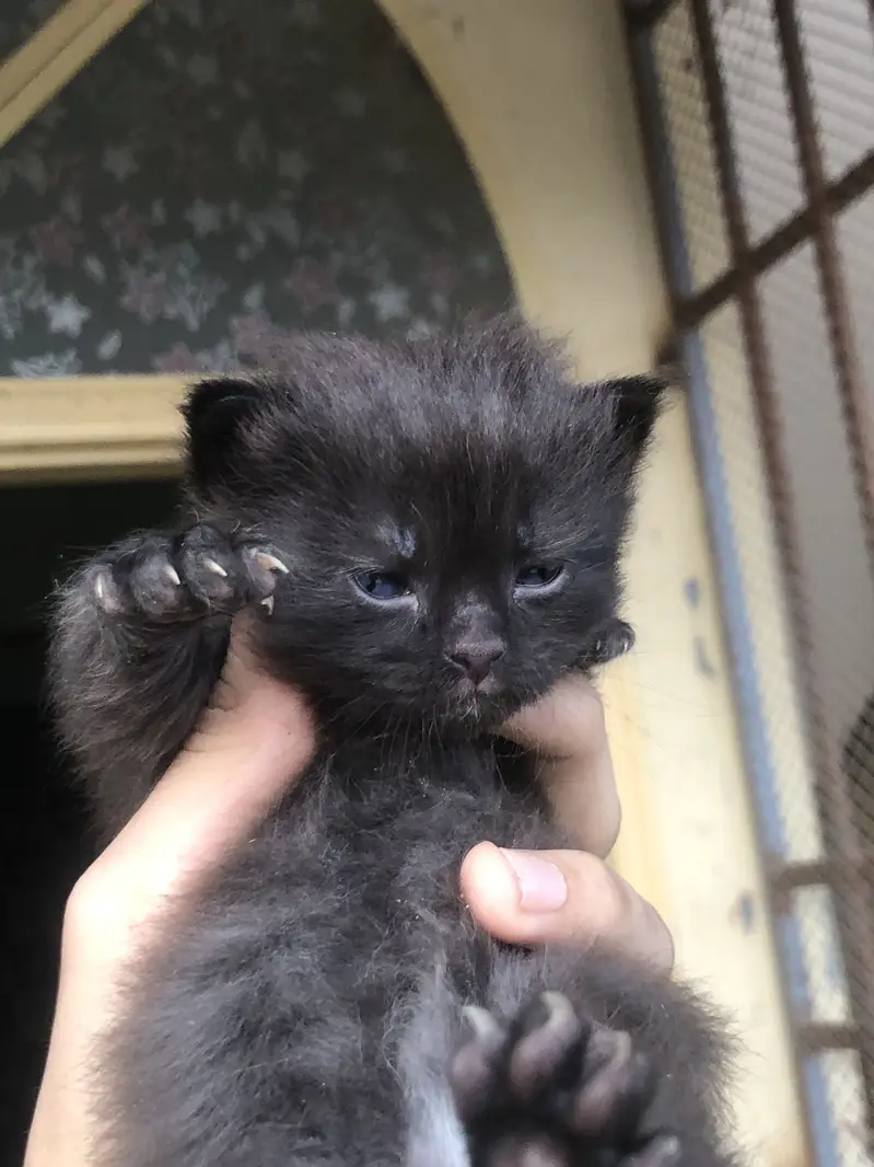Black cat — photo 2