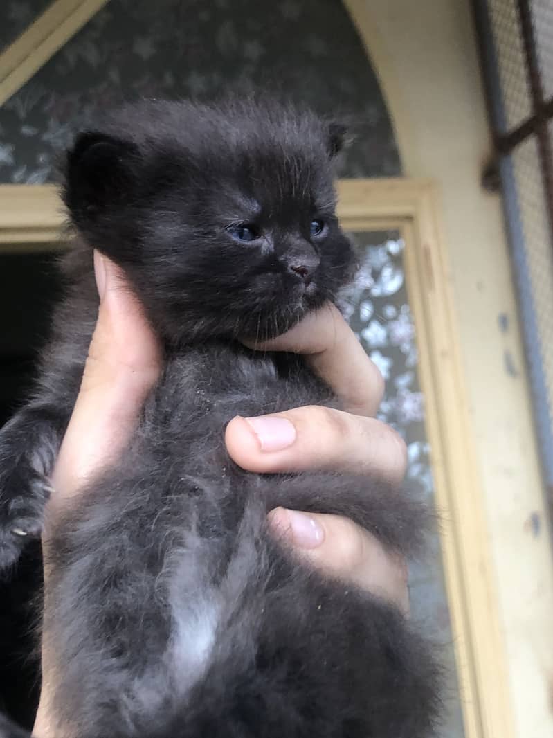 Black cat 2