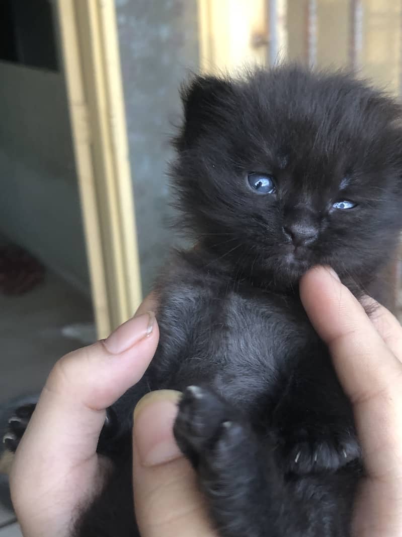 Black cat 3