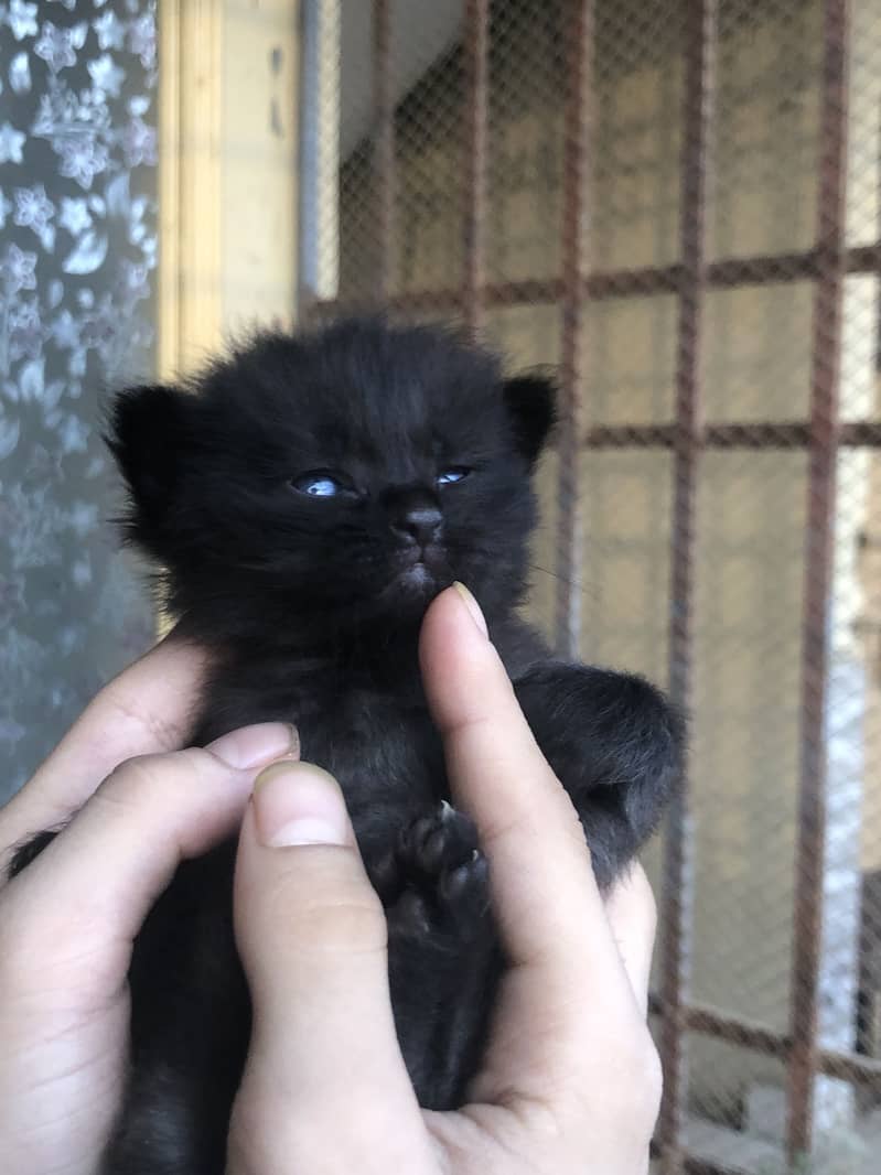 Black cat 4