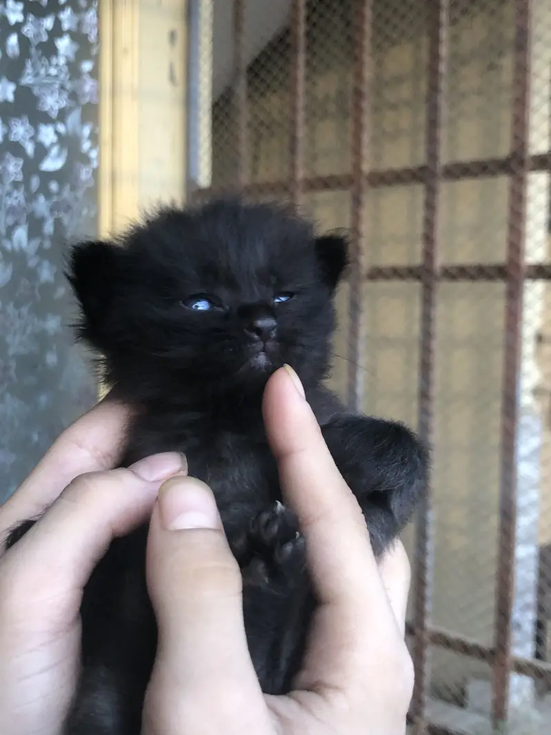 Black cat — photo 5