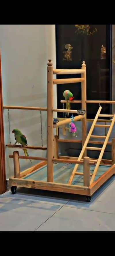 parrot