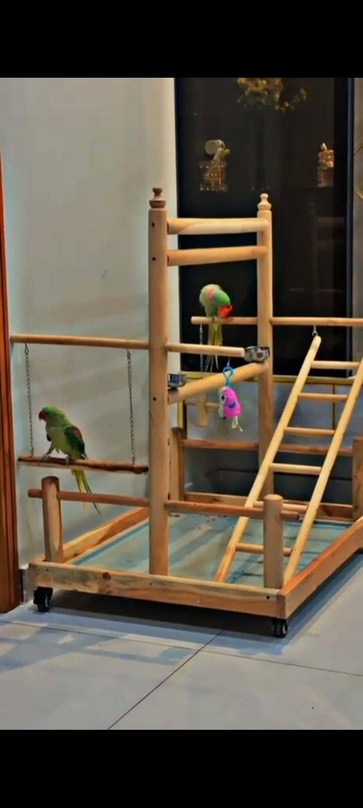 parrot 0
