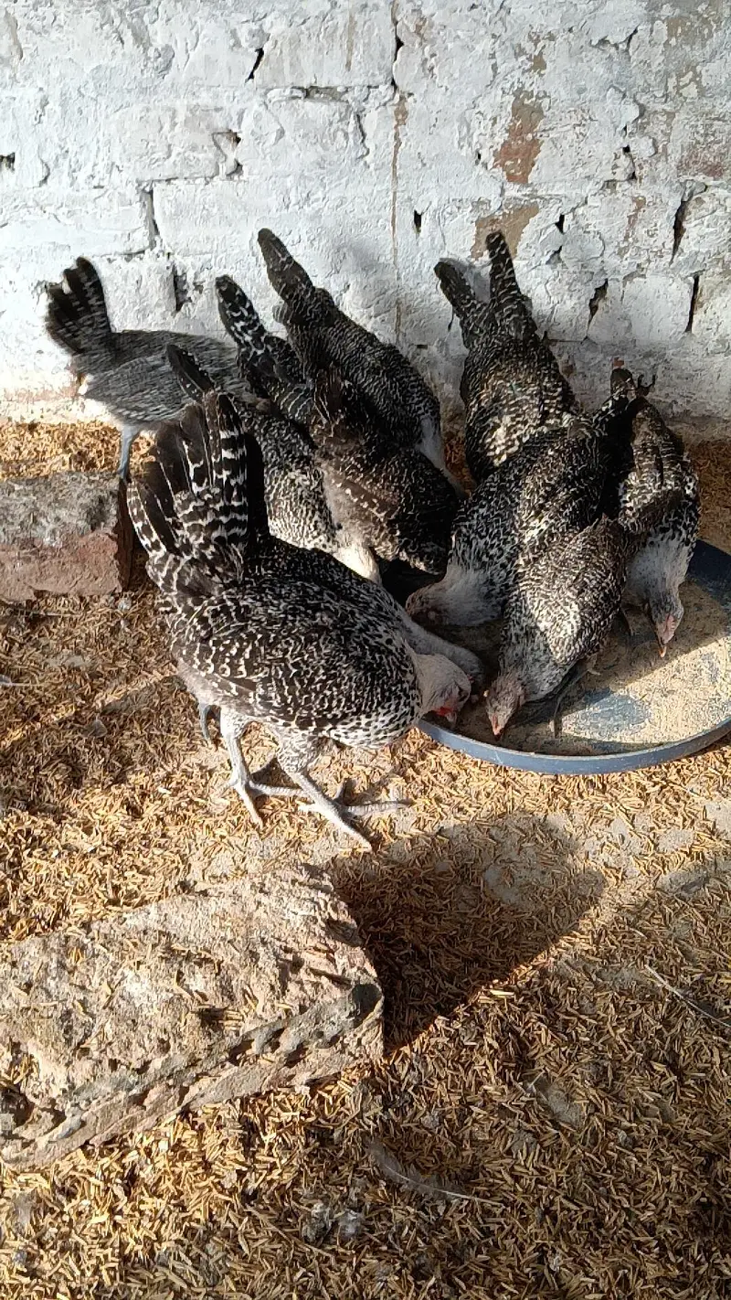 RIR Fayumi,fayoumi,faoumi,feomi pure misri — photo 2