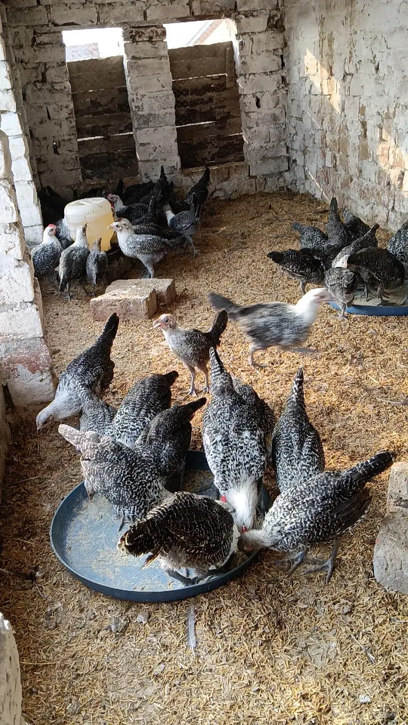 RIR Fayumi,fayoumi,faoumi,feomi pure misri — photo 3