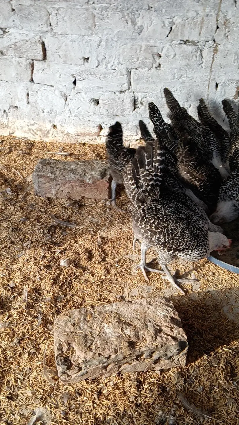 RIR Fayumi,fayoumi,faoumi,feomi pure misri — photo 4