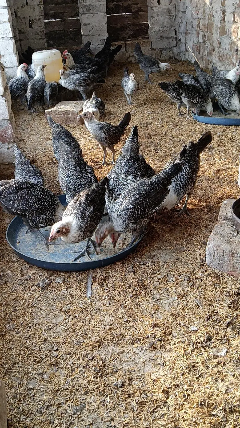 RIR Fayumi,fayoumi,faoumi,feomi pure misri — photo 5