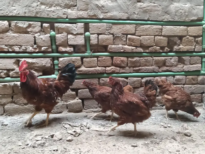 RIR Fayumi,fayoumi,faoumi,feomi pure misri — photo 6