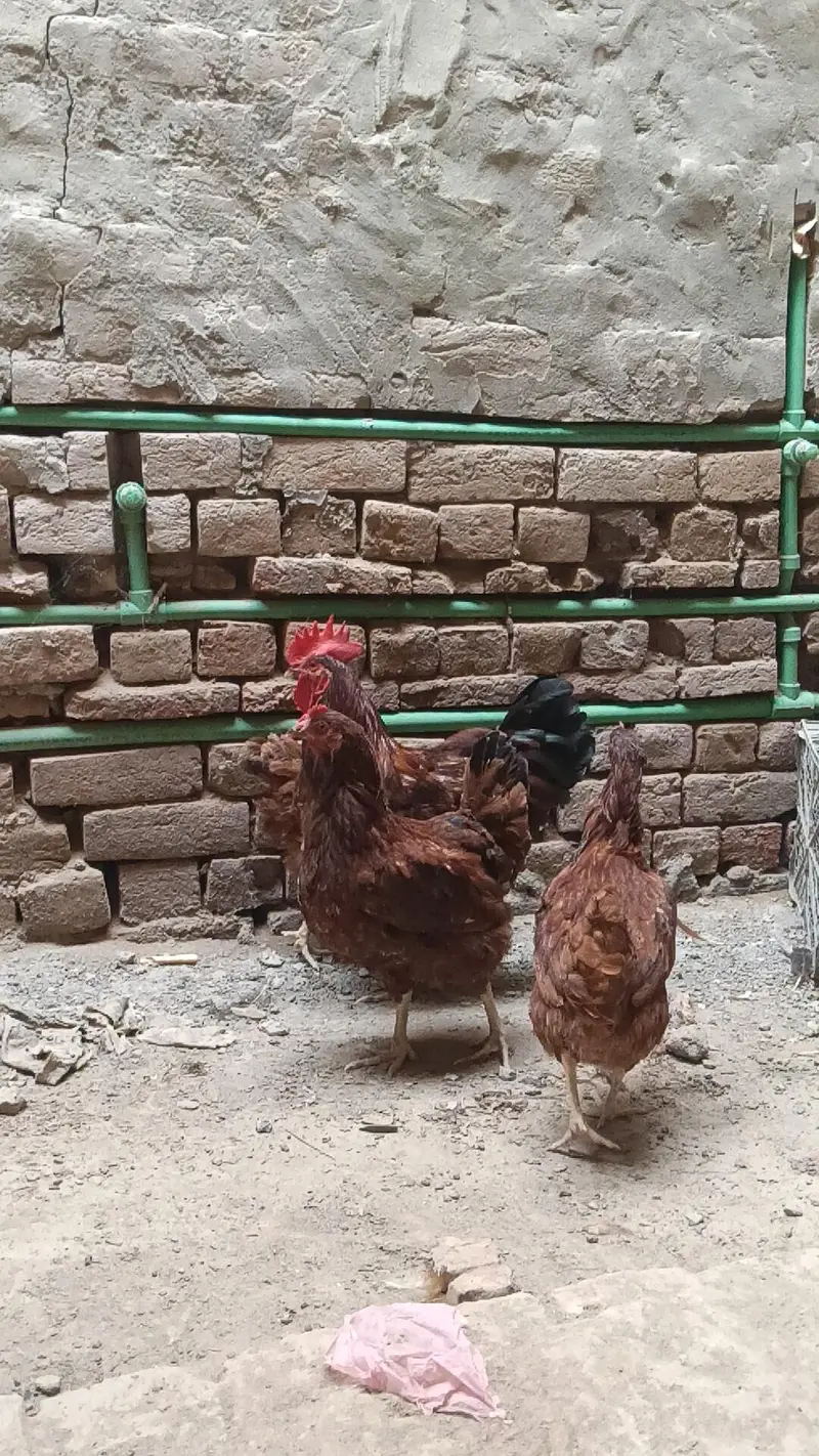 RIR Fayumi,fayoumi,faoumi,feomi pure misri — photo 7