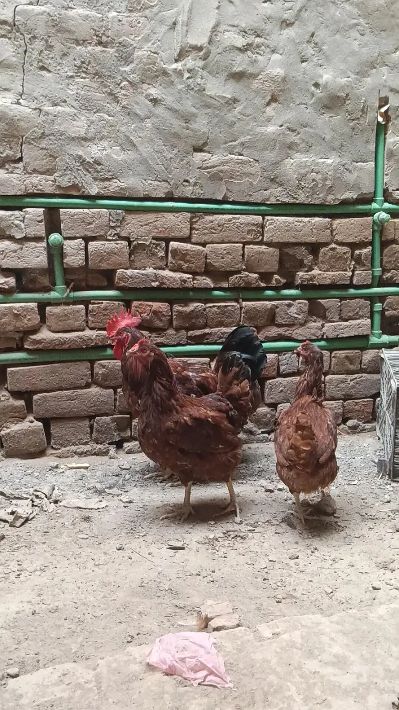 RIR Fayumi,fayoumi,faoumi,feomi pure misri — photo 8