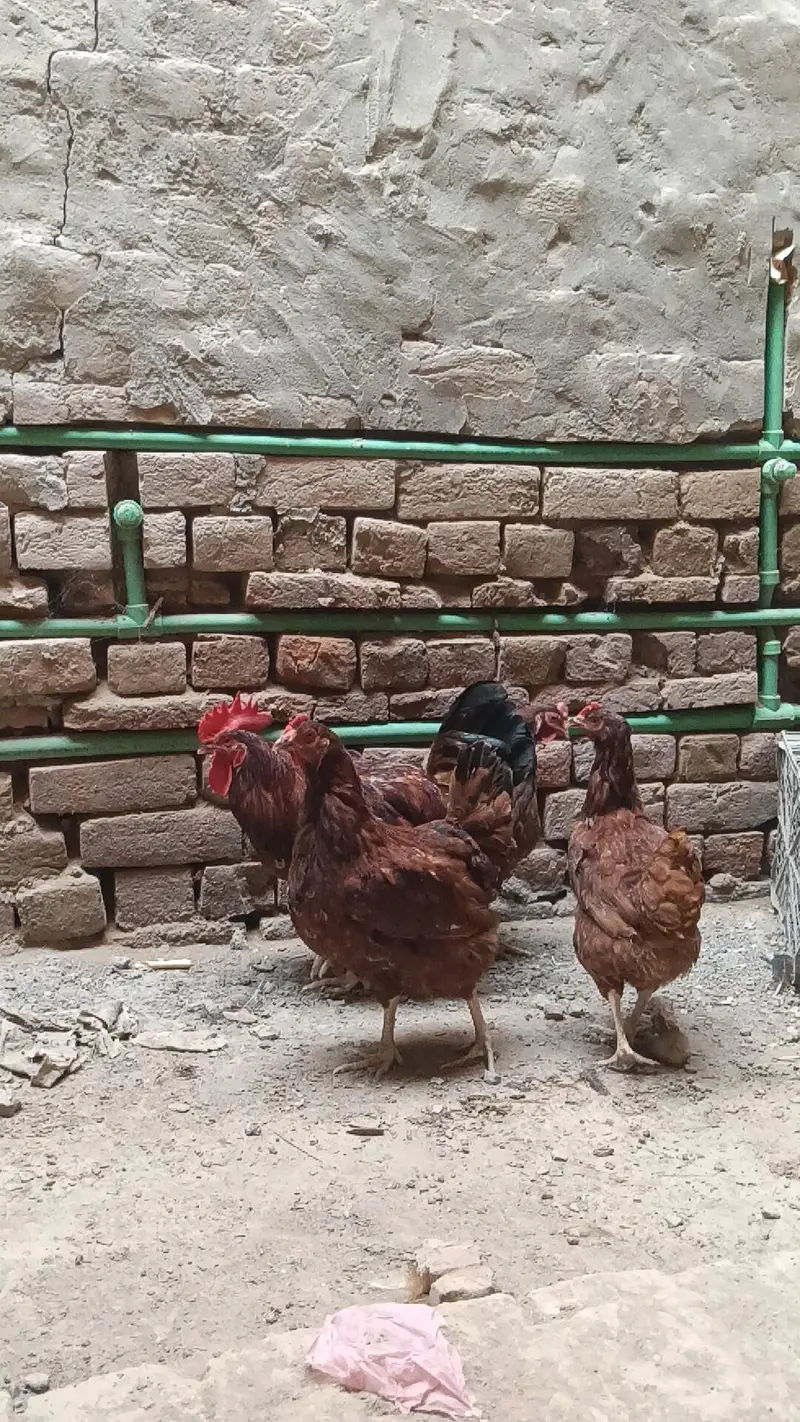 RIR Fayumi,fayoumi,faoumi,feomi pure misri — photo 9