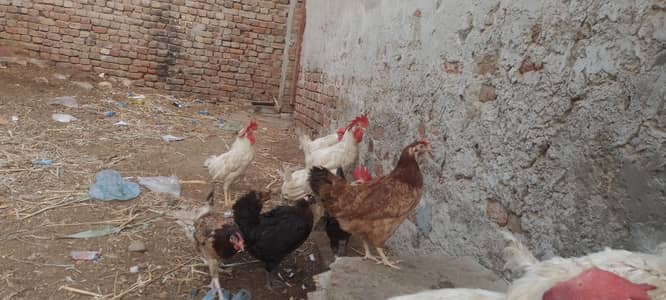 layer hens |layer rooster