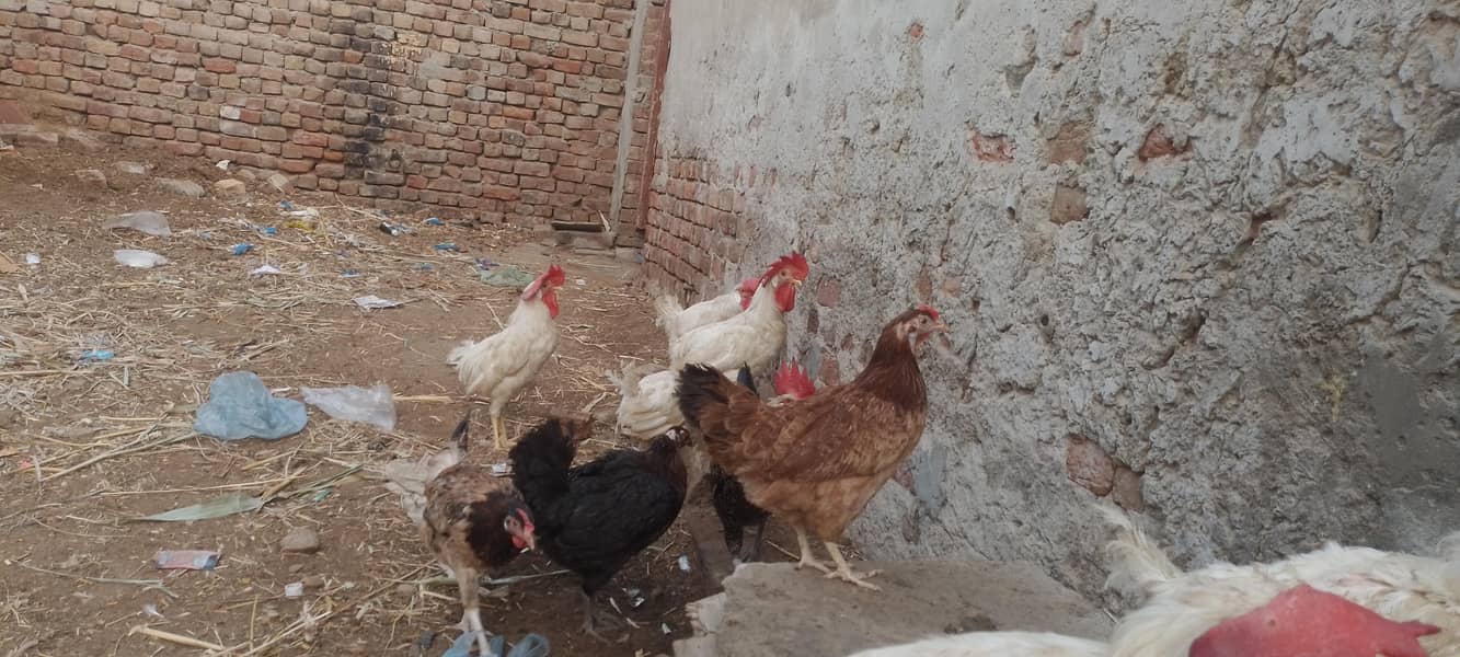 layer hens |layer rooster 0