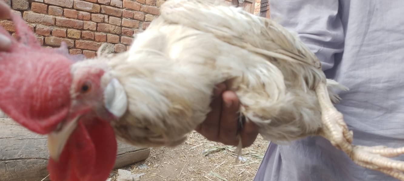 layer hens |layer rooster 1