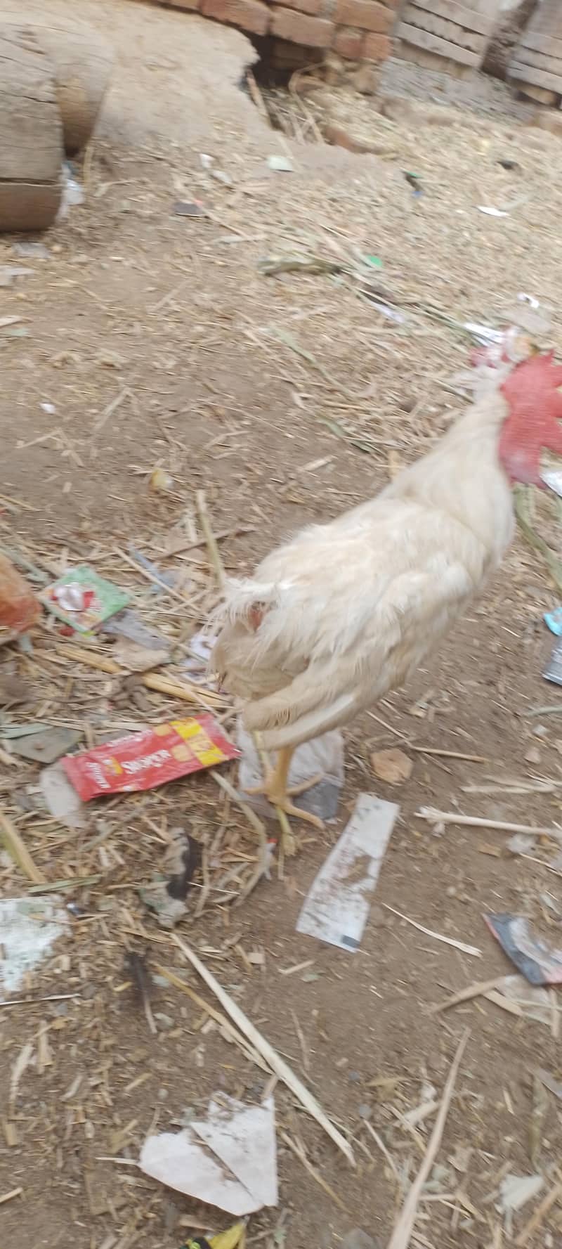 layer hens |layer rooster 2