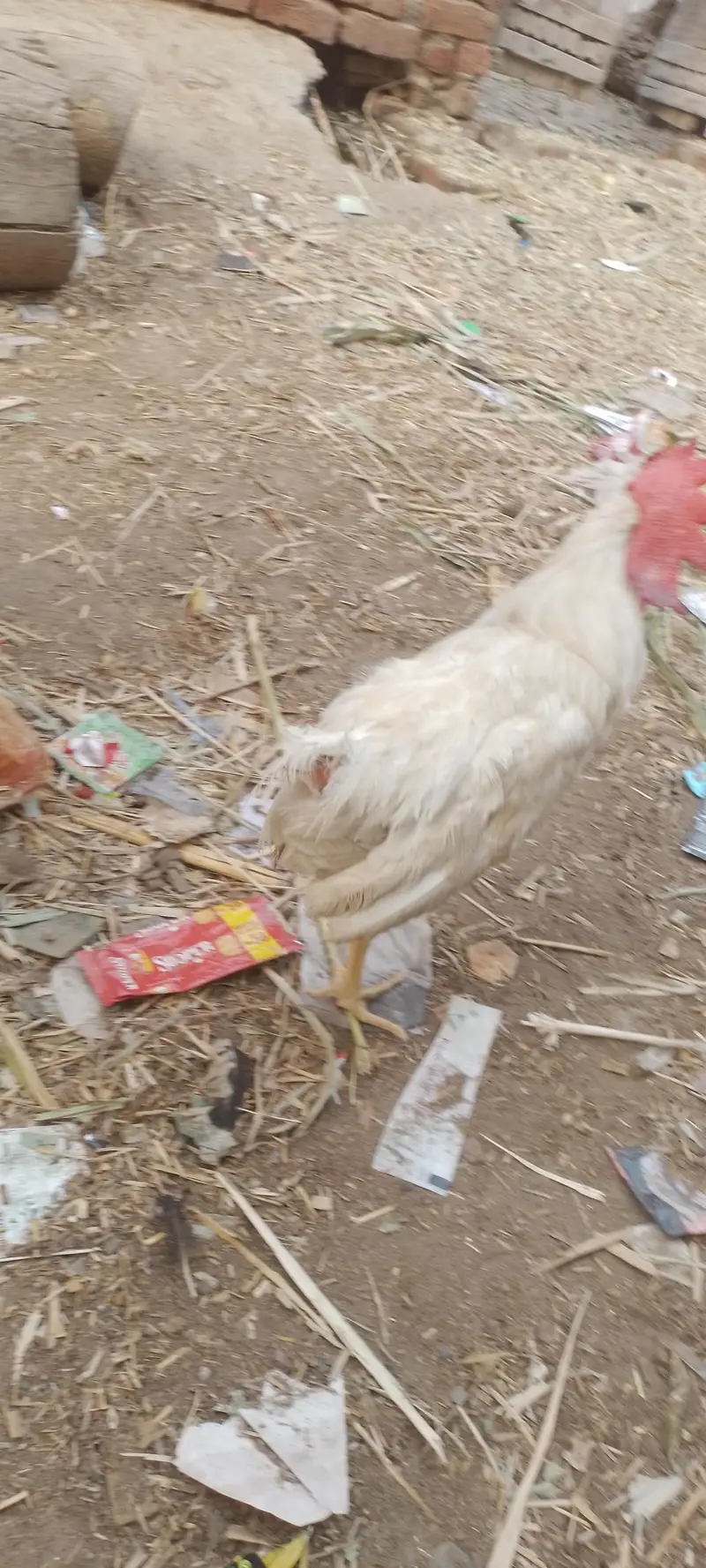 layer hens |layer rooster — photo 3