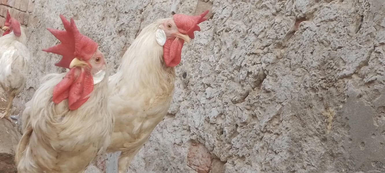 layer hens |layer rooster 3