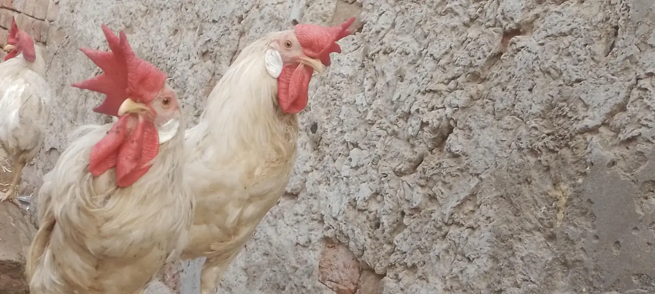 layer hens |layer rooster — photo 4