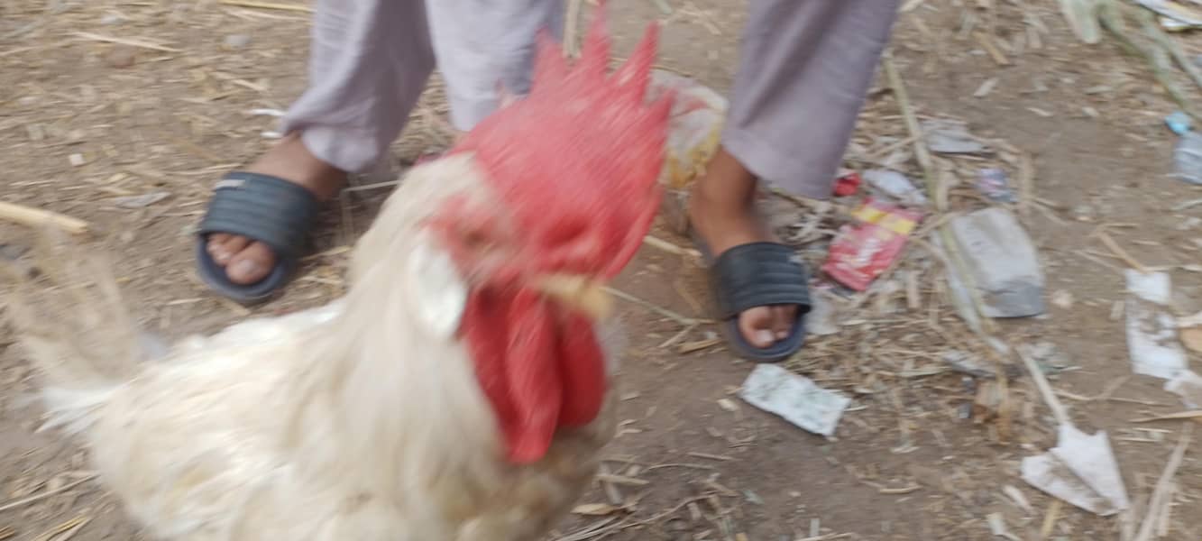 layer hens |layer rooster 4