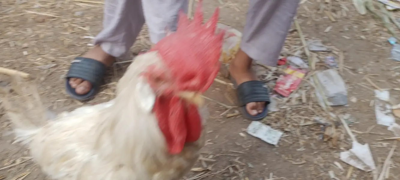 layer hens |layer rooster — photo 5
