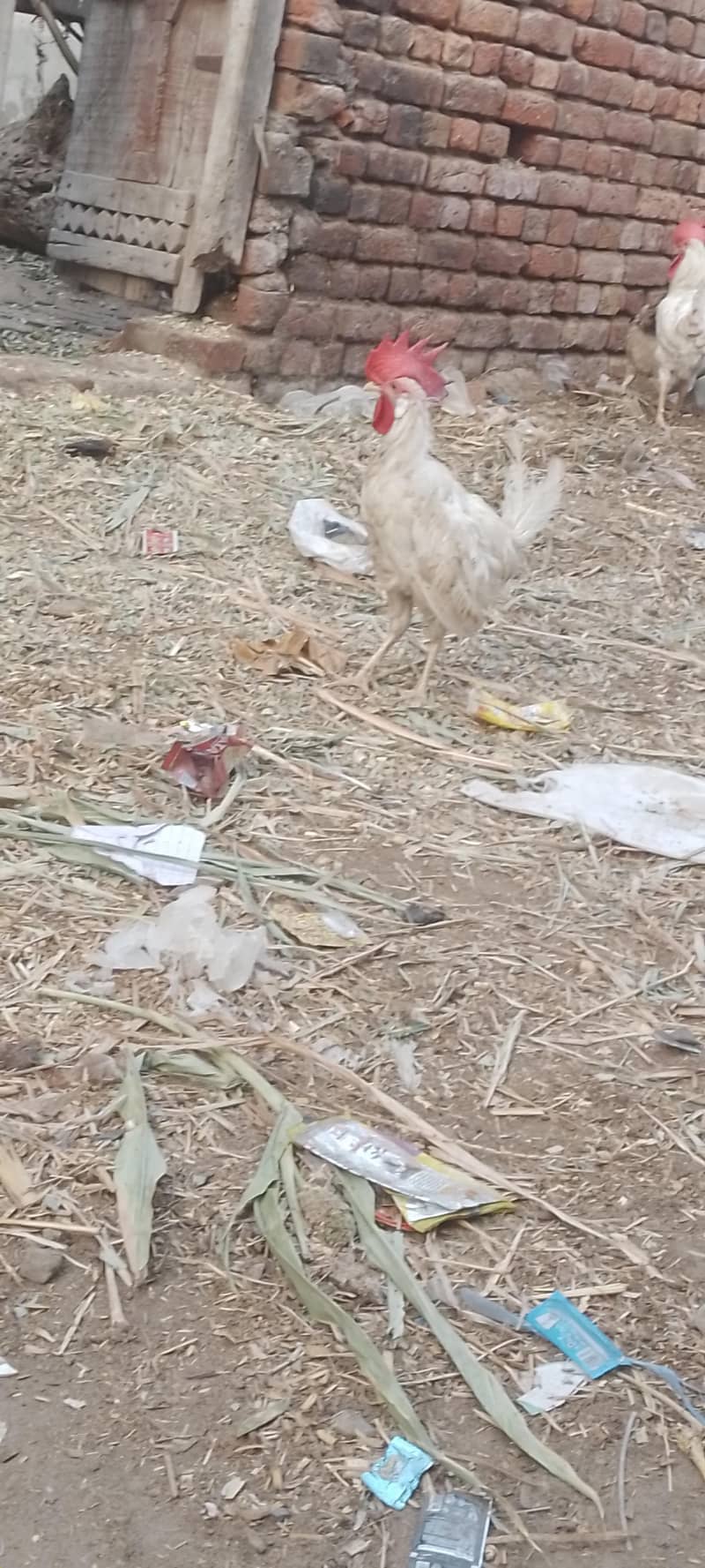 layer hens |layer rooster 6