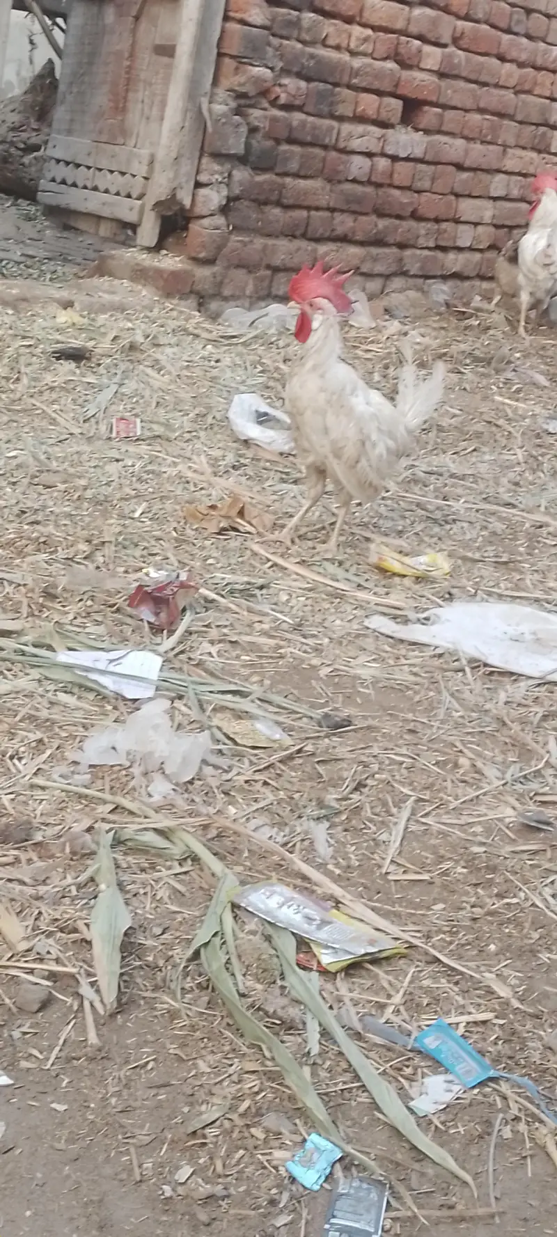 layer hens |layer rooster — photo 7