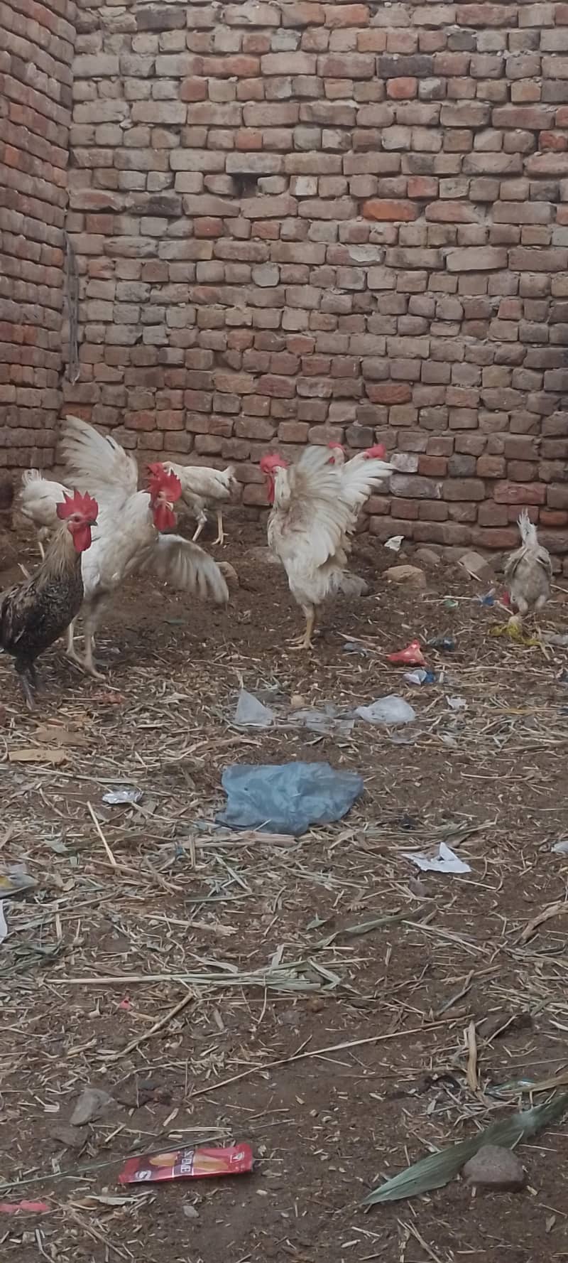 layer hens |layer rooster 7