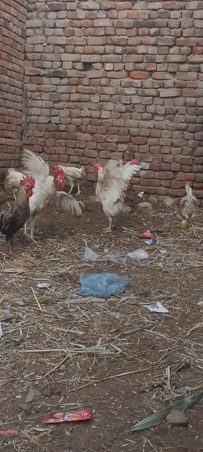 layer hens |layer rooster — photo 8