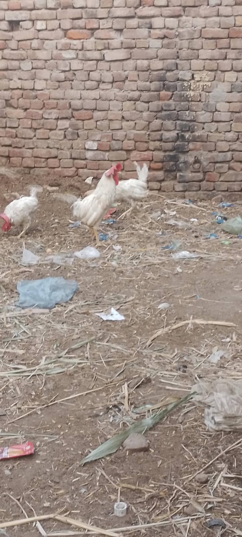 layer hens |layer rooster 8