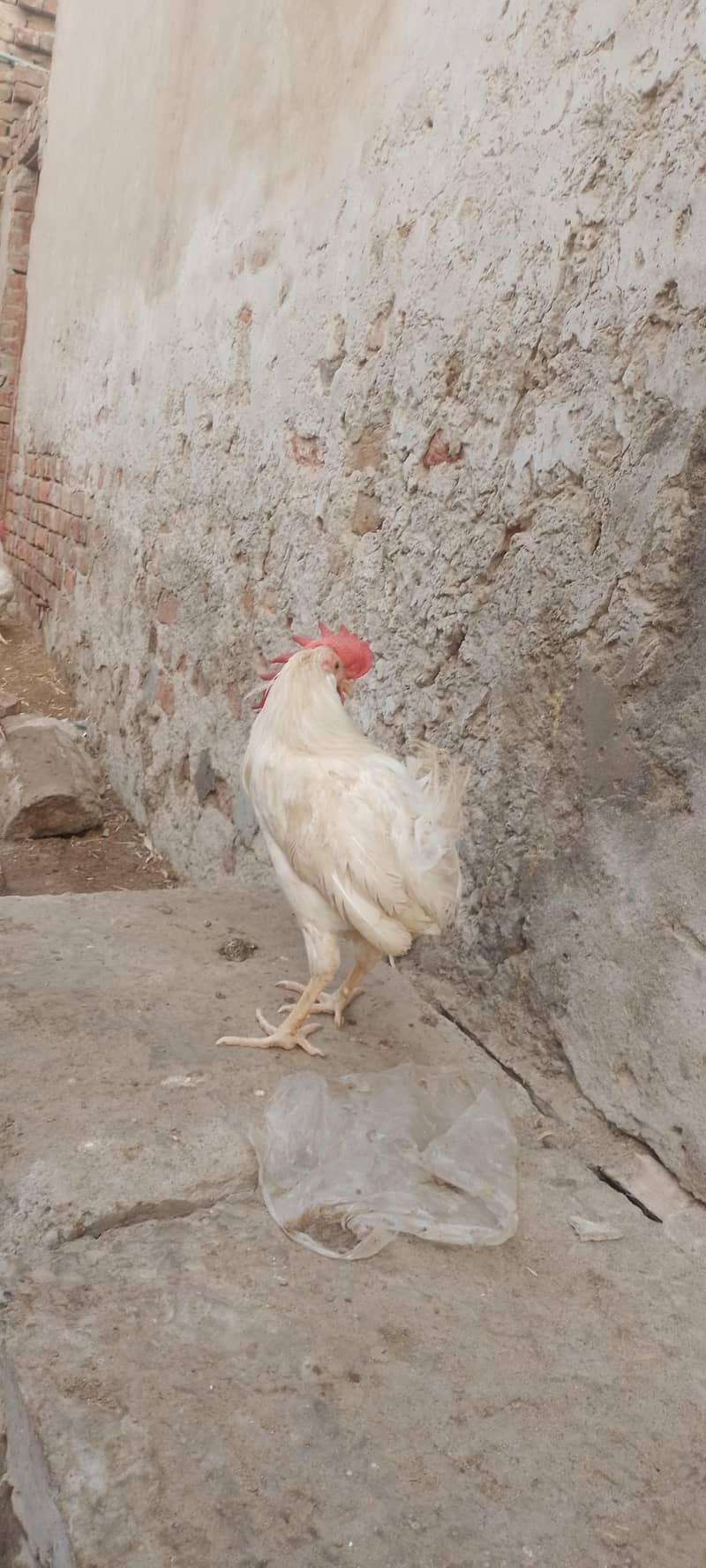 layer hens |layer rooster 9