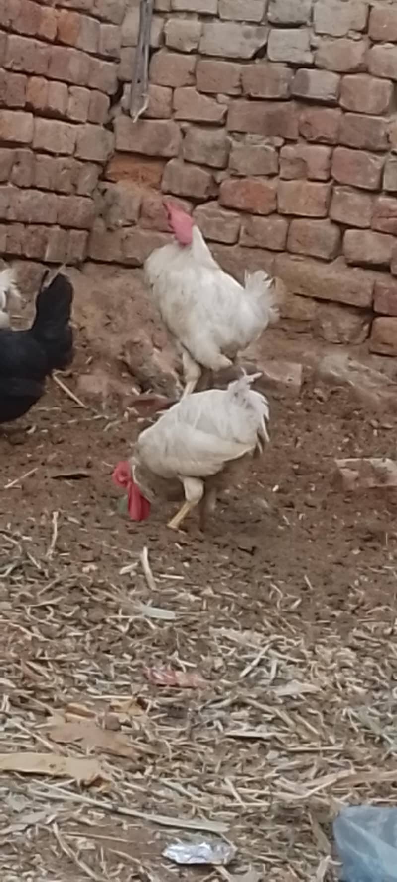 layer hens |layer rooster 10